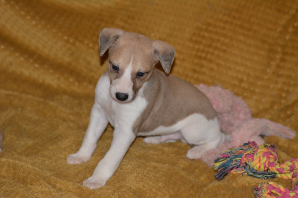 Du Haras Eclair Horside'whip - Chiot disponible  - Whippet