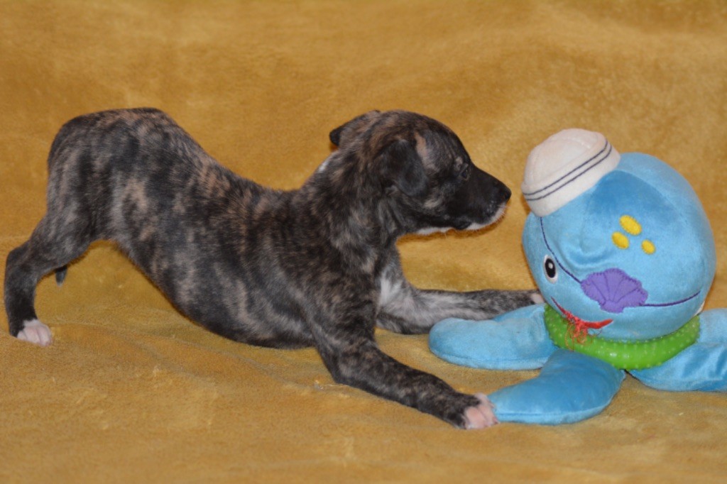 Du Haras Eclair Horside'whip - Chiot disponible  - Whippet