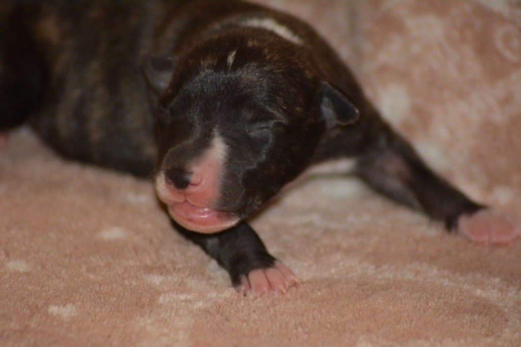 Du Haras Eclair Horside'whip - Chiot disponible  - Whippet