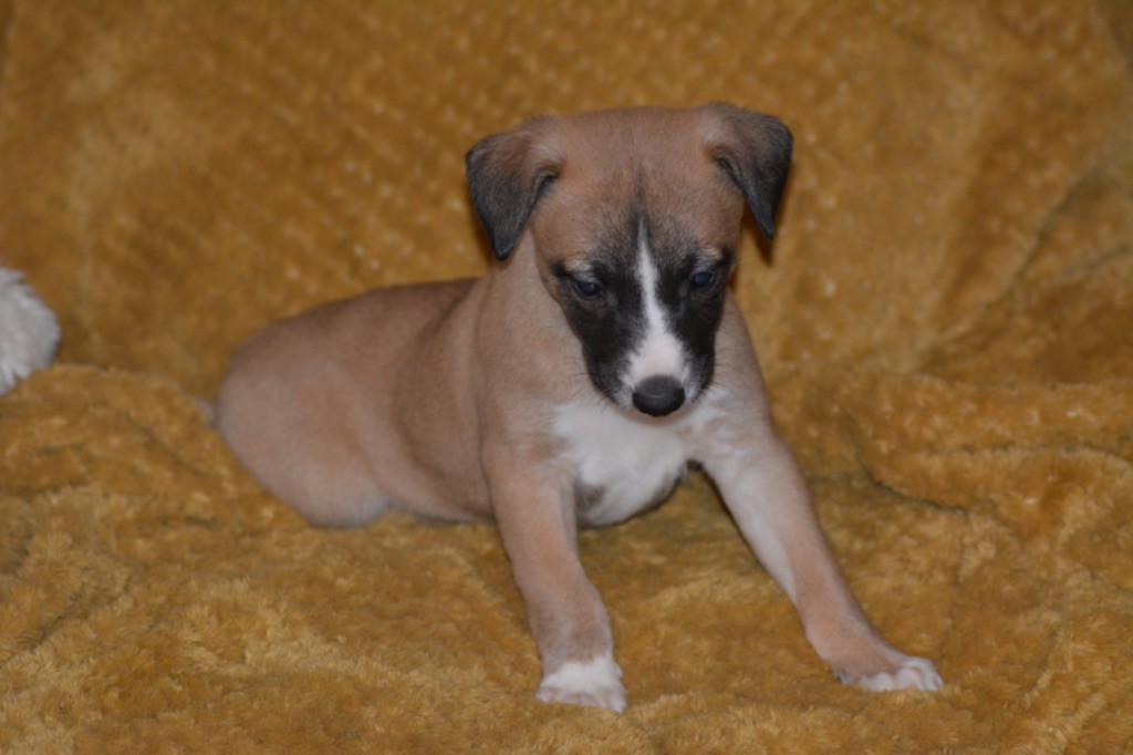 Du Haras Eclair Horside'whip - Chiot disponible  - Whippet