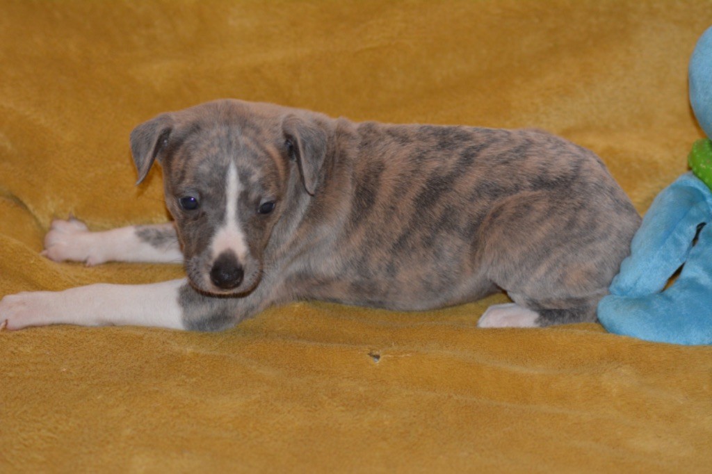 Du Haras Eclair Horside'whip - Chiot disponible  - Whippet