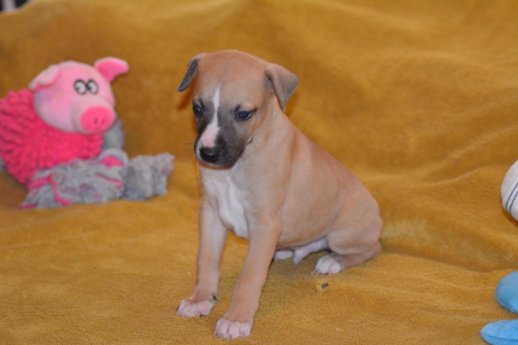 Du Haras Eclair Horside'whip - Chiot disponible  - Whippet