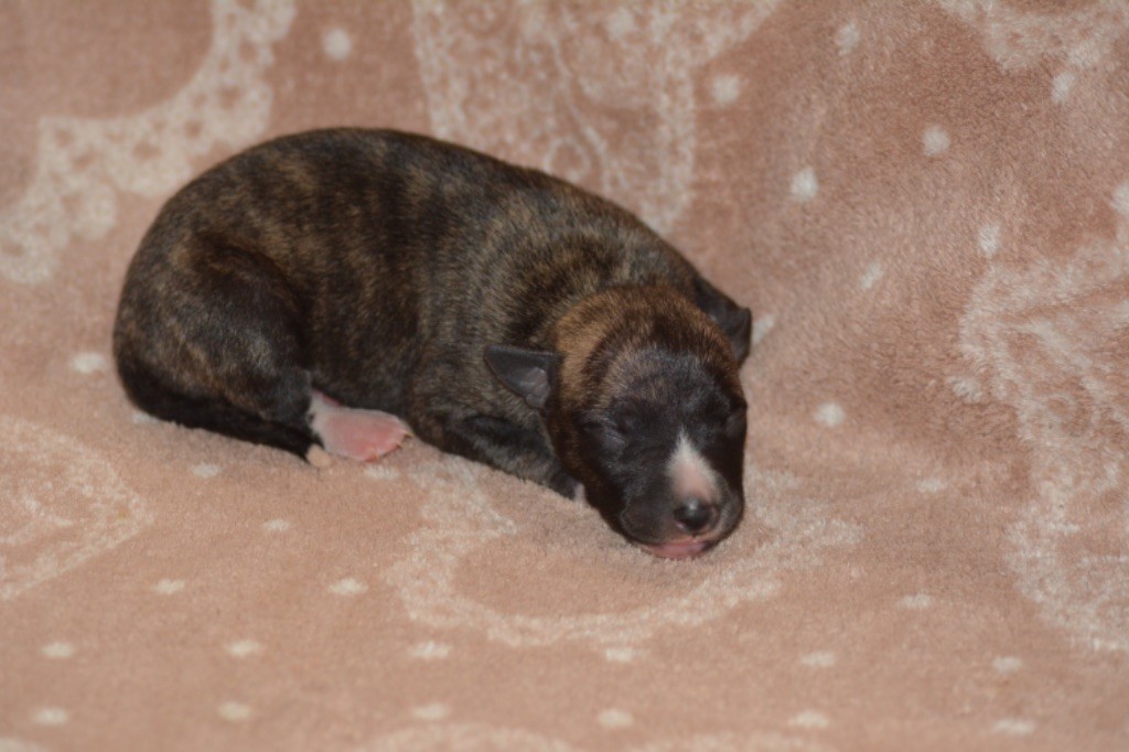 Du Haras Eclair Horside'whip - Chiot disponible  - Whippet