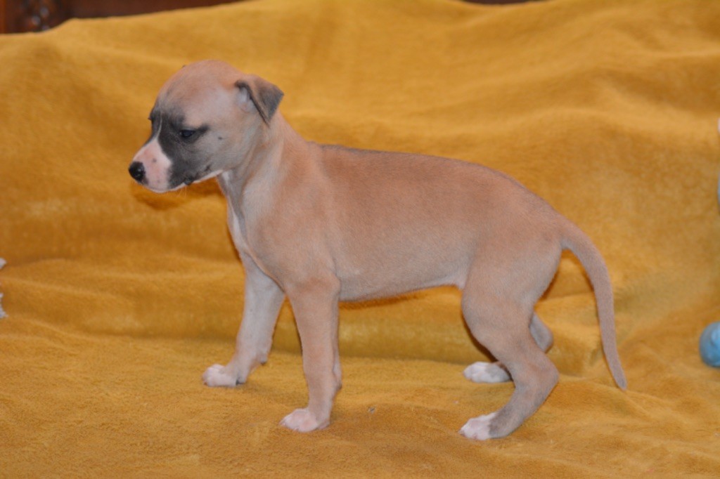 Du Haras Eclair Horside'whip - Chiot disponible  - Whippet