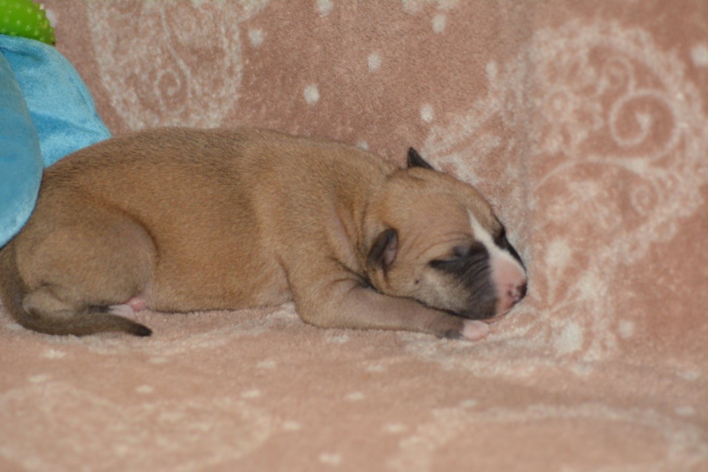 Du Haras Eclair Horside'whip - Chiot disponible  - Whippet