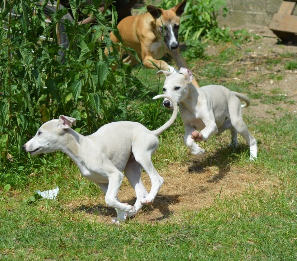 Astérix et Aribo bébés disponible
