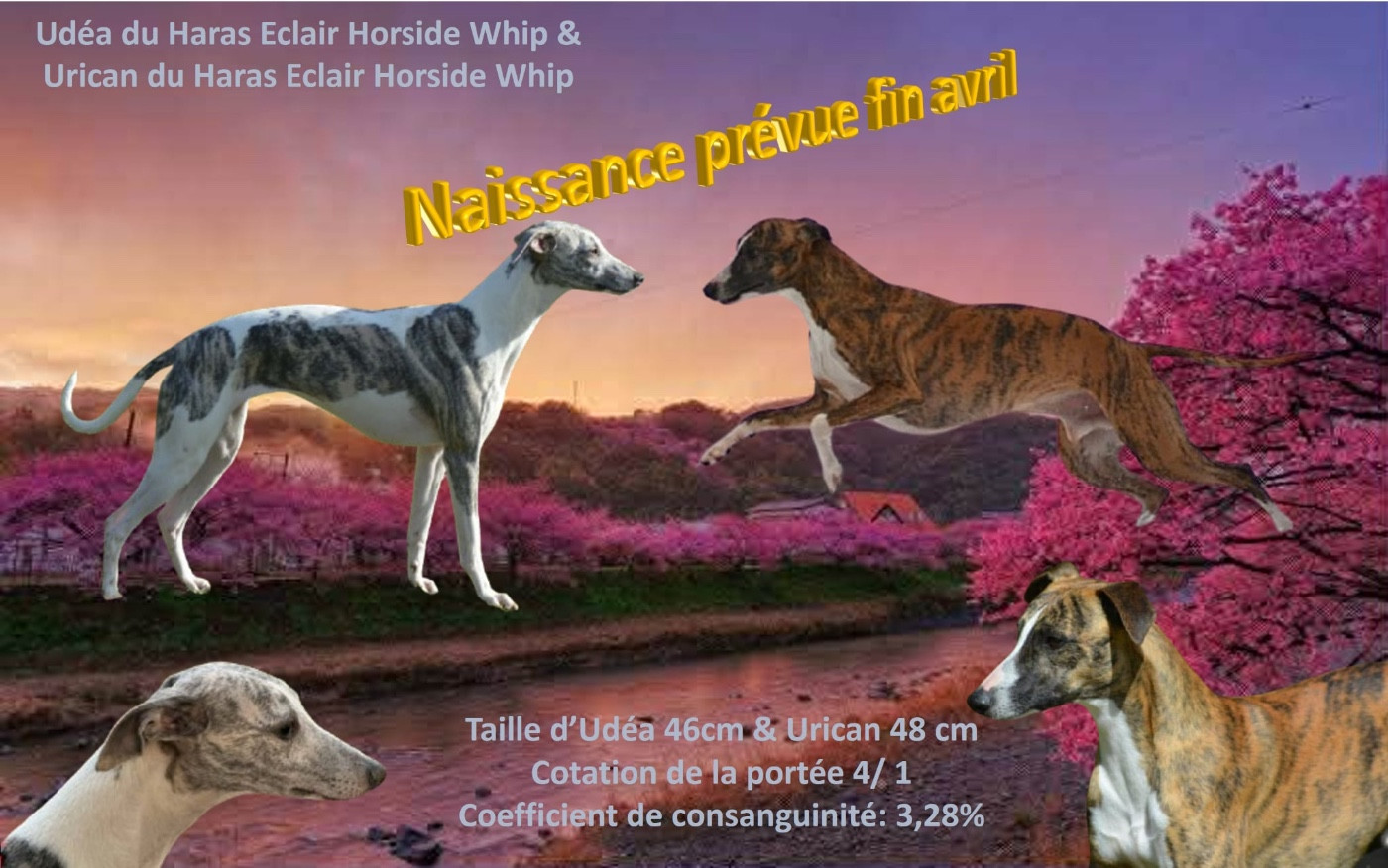 Deuxièmes naissance