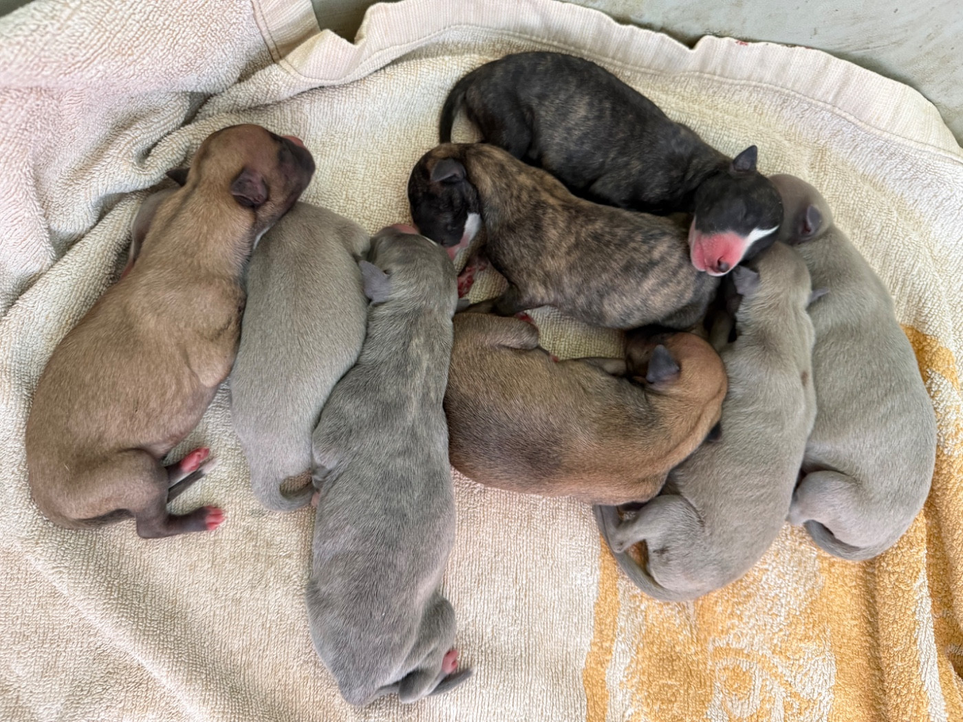 Chiot Whippet Du Haras Eclair Horside'whip