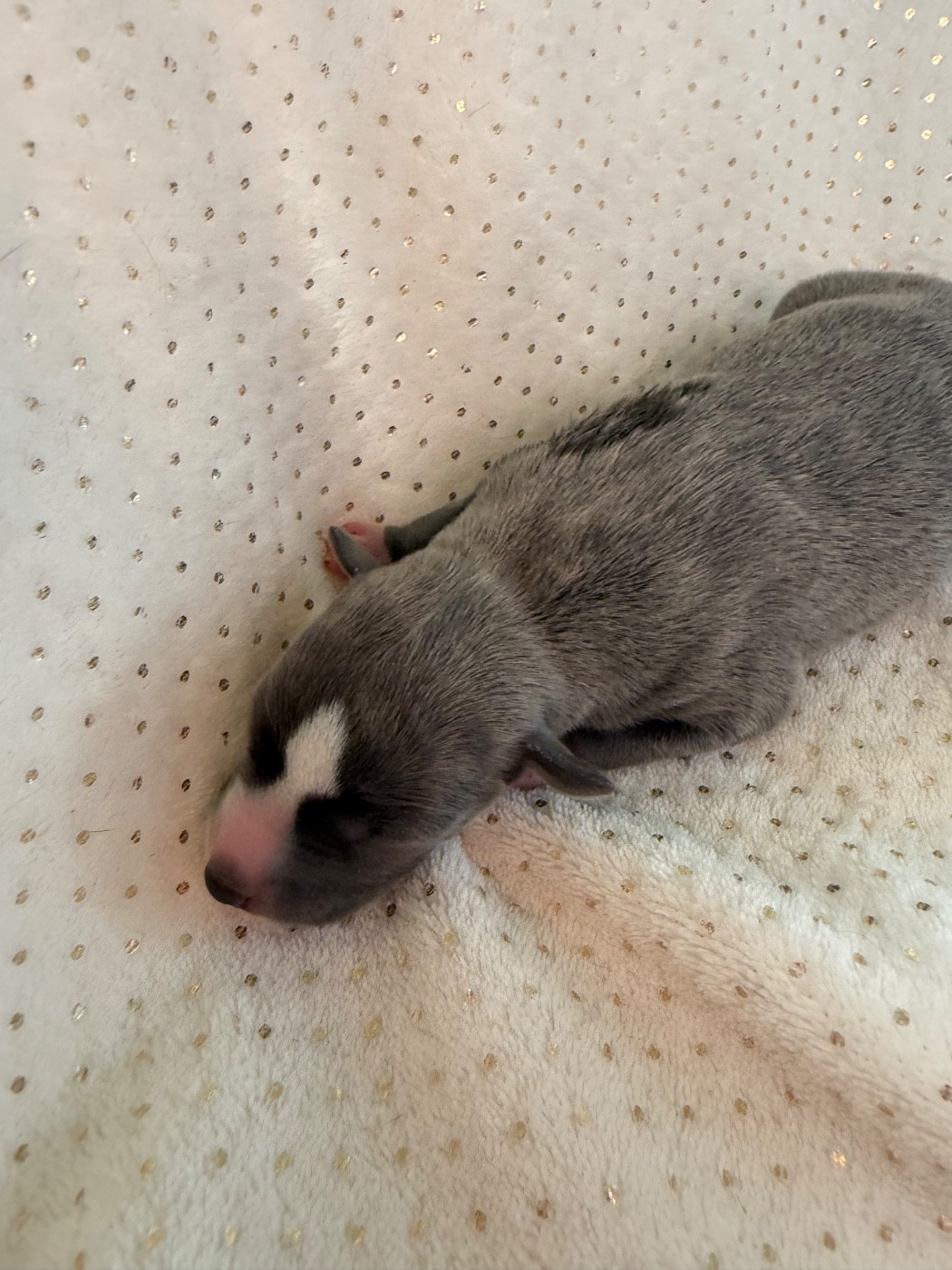 Du Haras Eclair Horside'whip - Chiots disponibles - Whippet