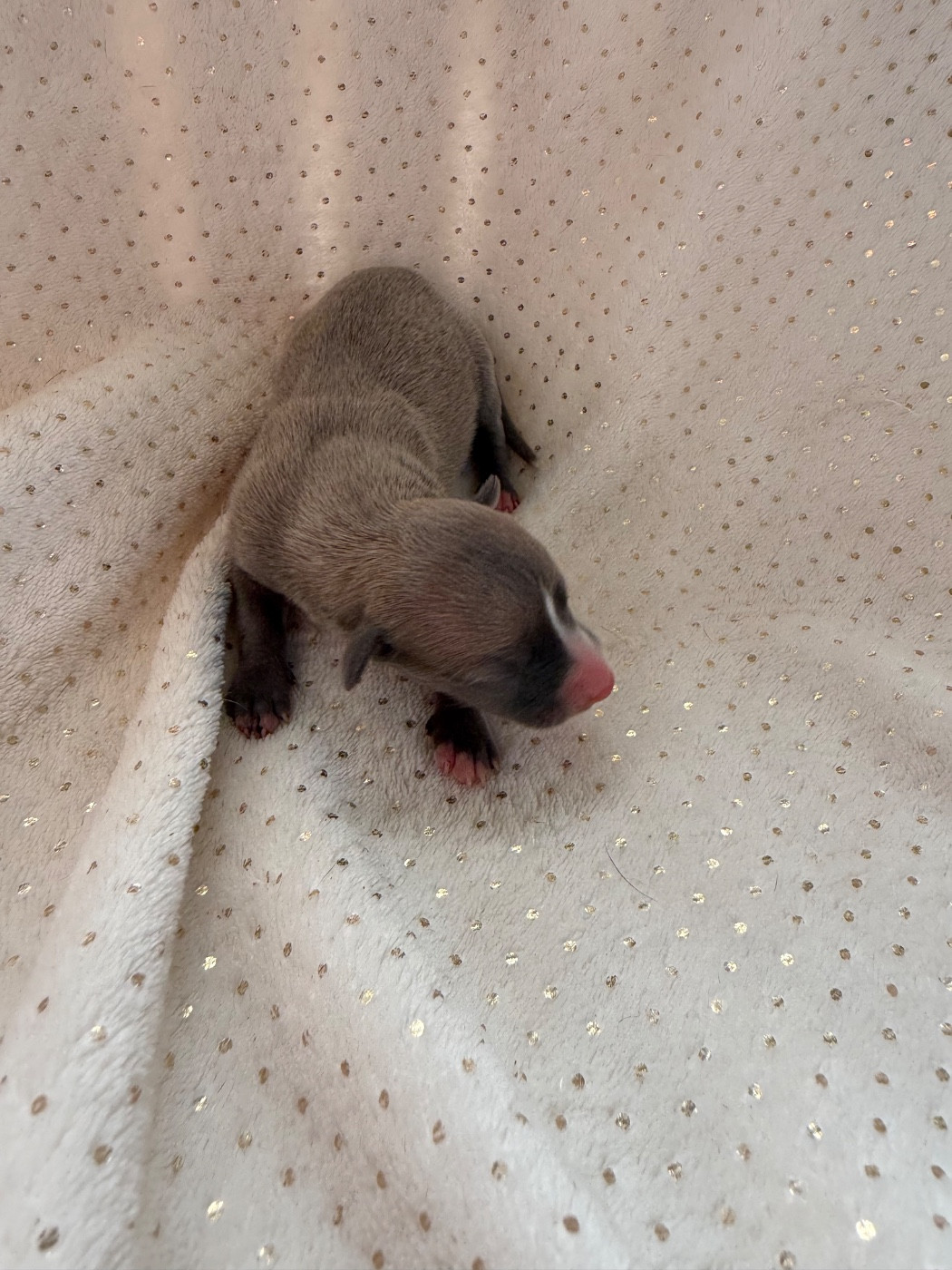 Du Haras Eclair Horside'whip - Chiots disponibles - Whippet