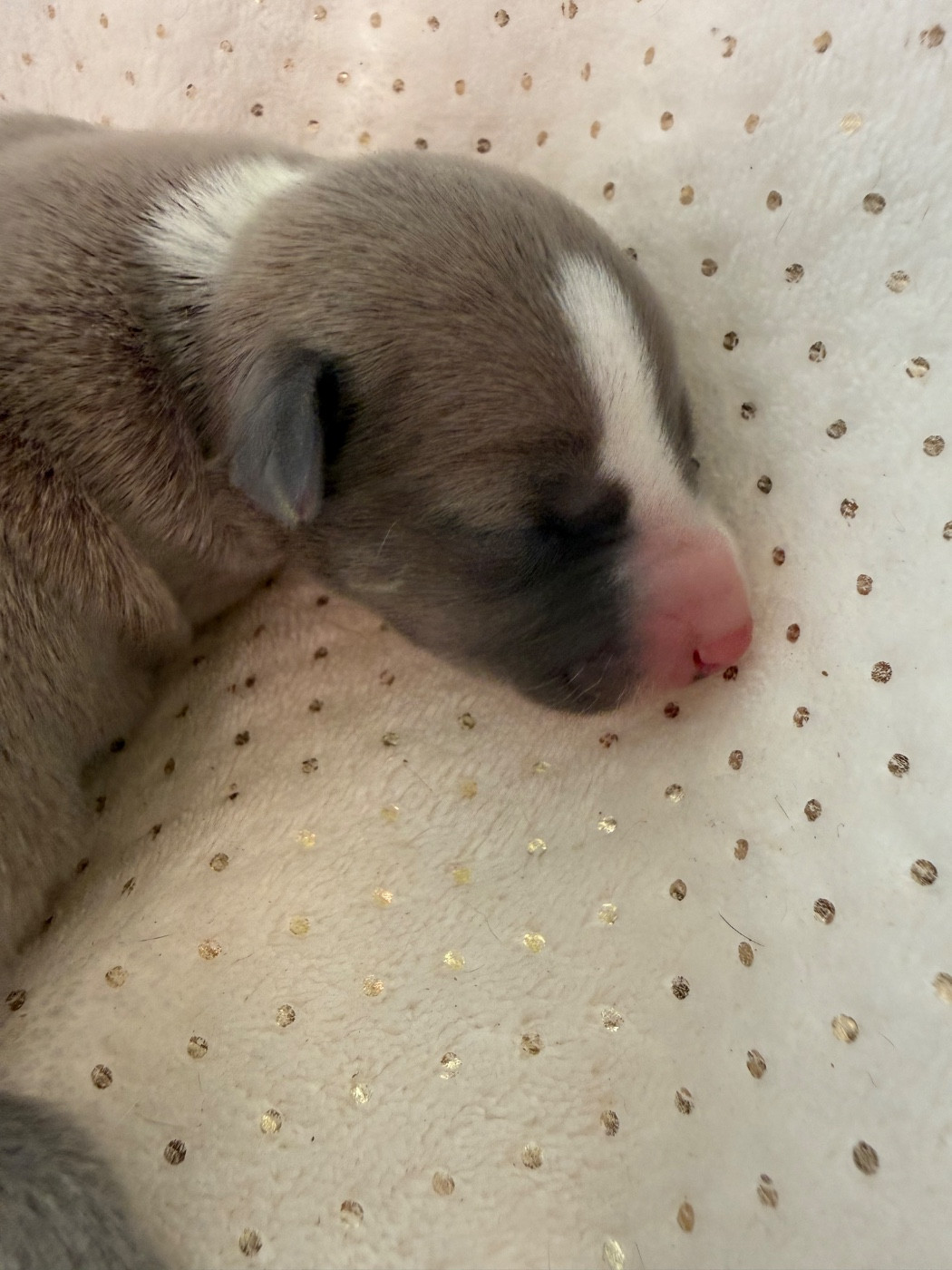 Du Haras Eclair Horside'whip - Chiots disponibles - Whippet