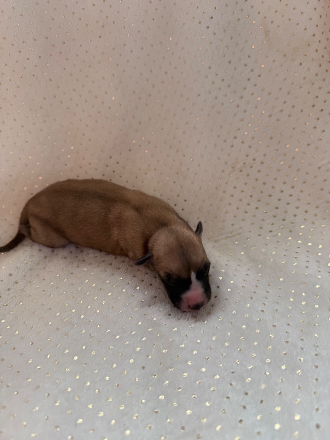 Du Haras Eclair Horside'whip - Chiots disponibles - Whippet