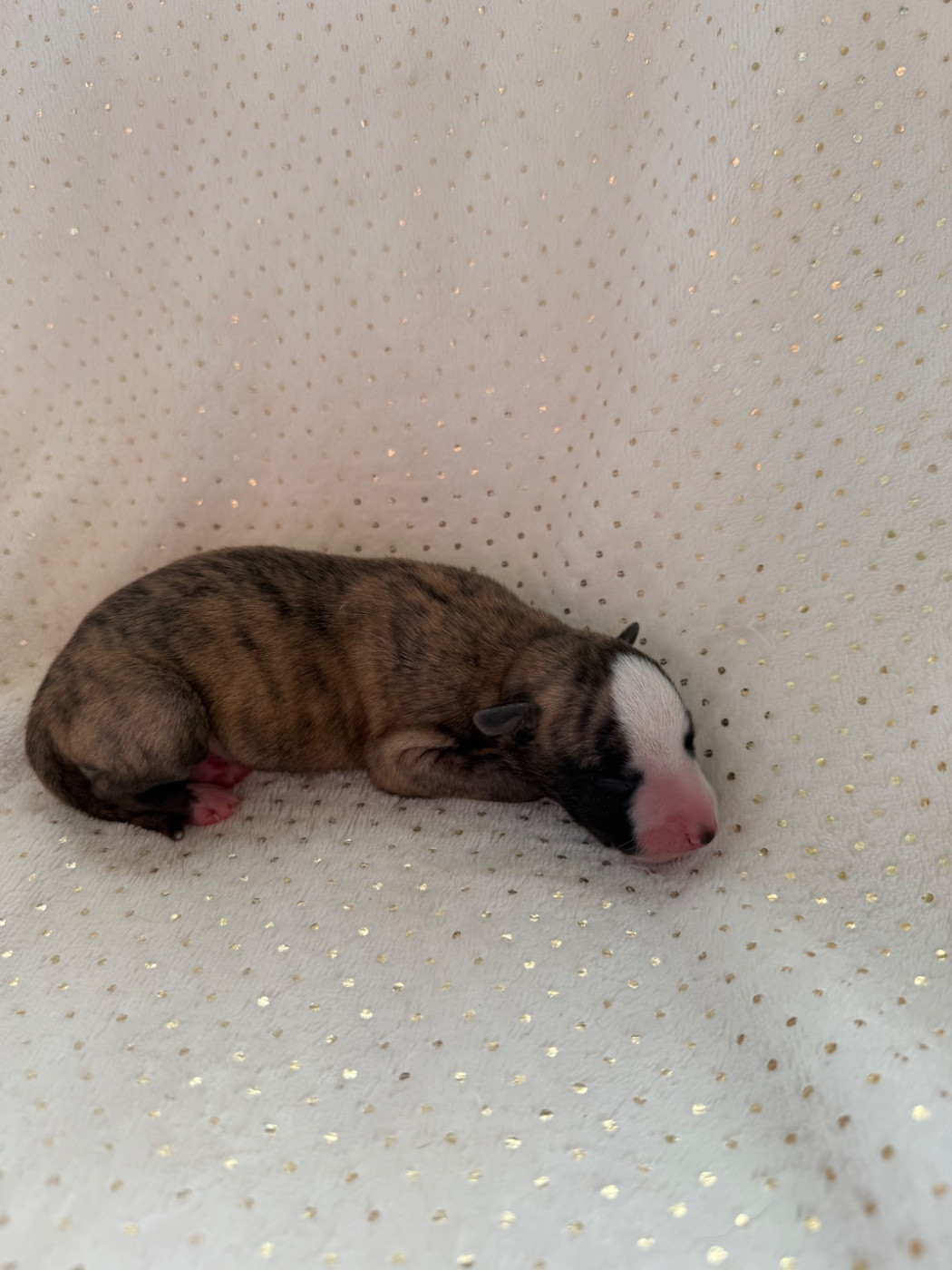 Du Haras Eclair Horside'whip - Chiots disponibles - Whippet