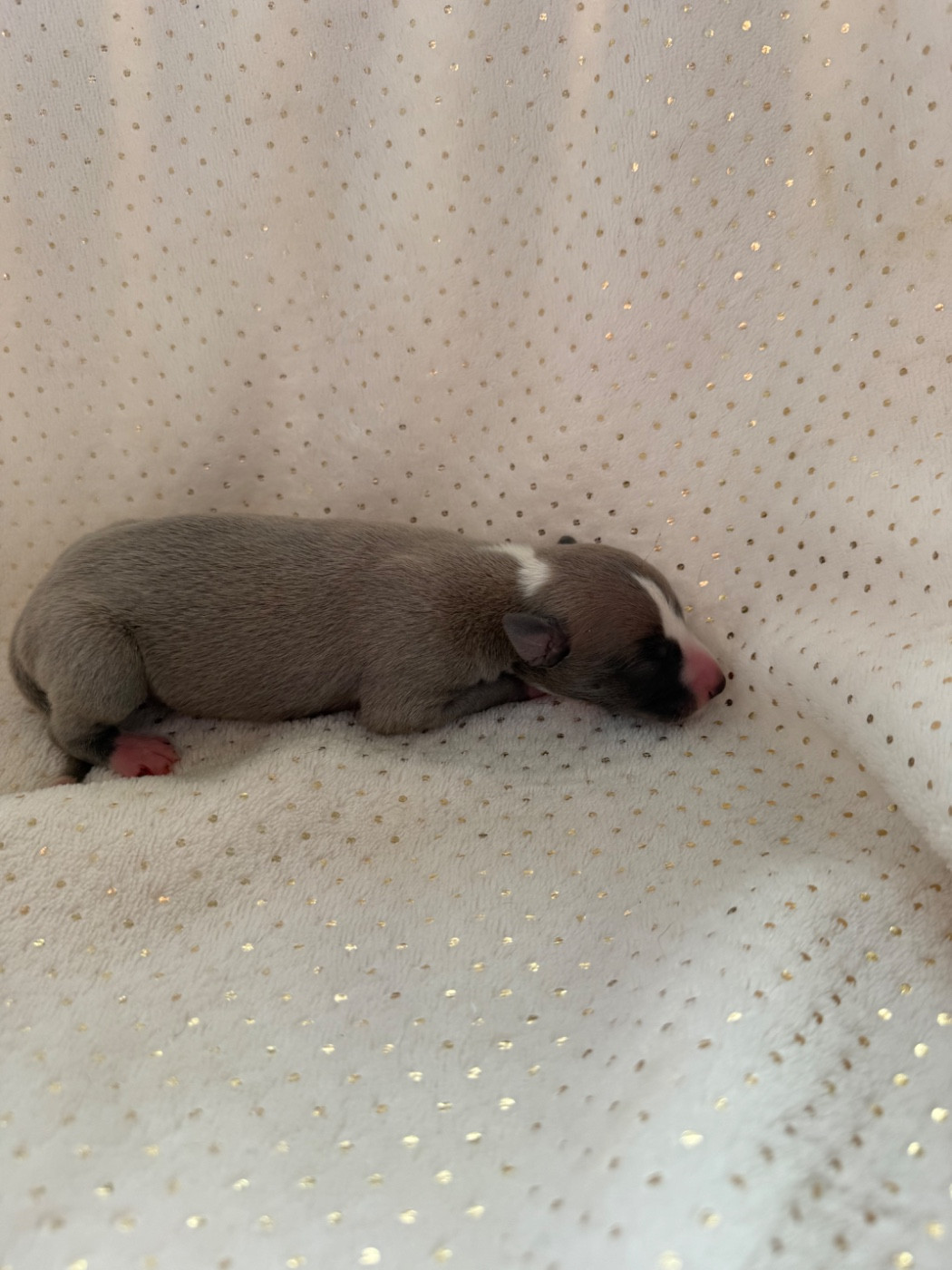 Du Haras Eclair Horside'whip - Chiots disponibles - Whippet