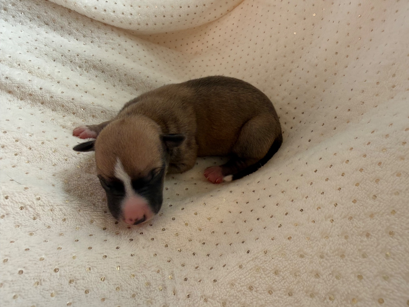 Du Haras Eclair Horside'whip - Chiots disponibles - Whippet