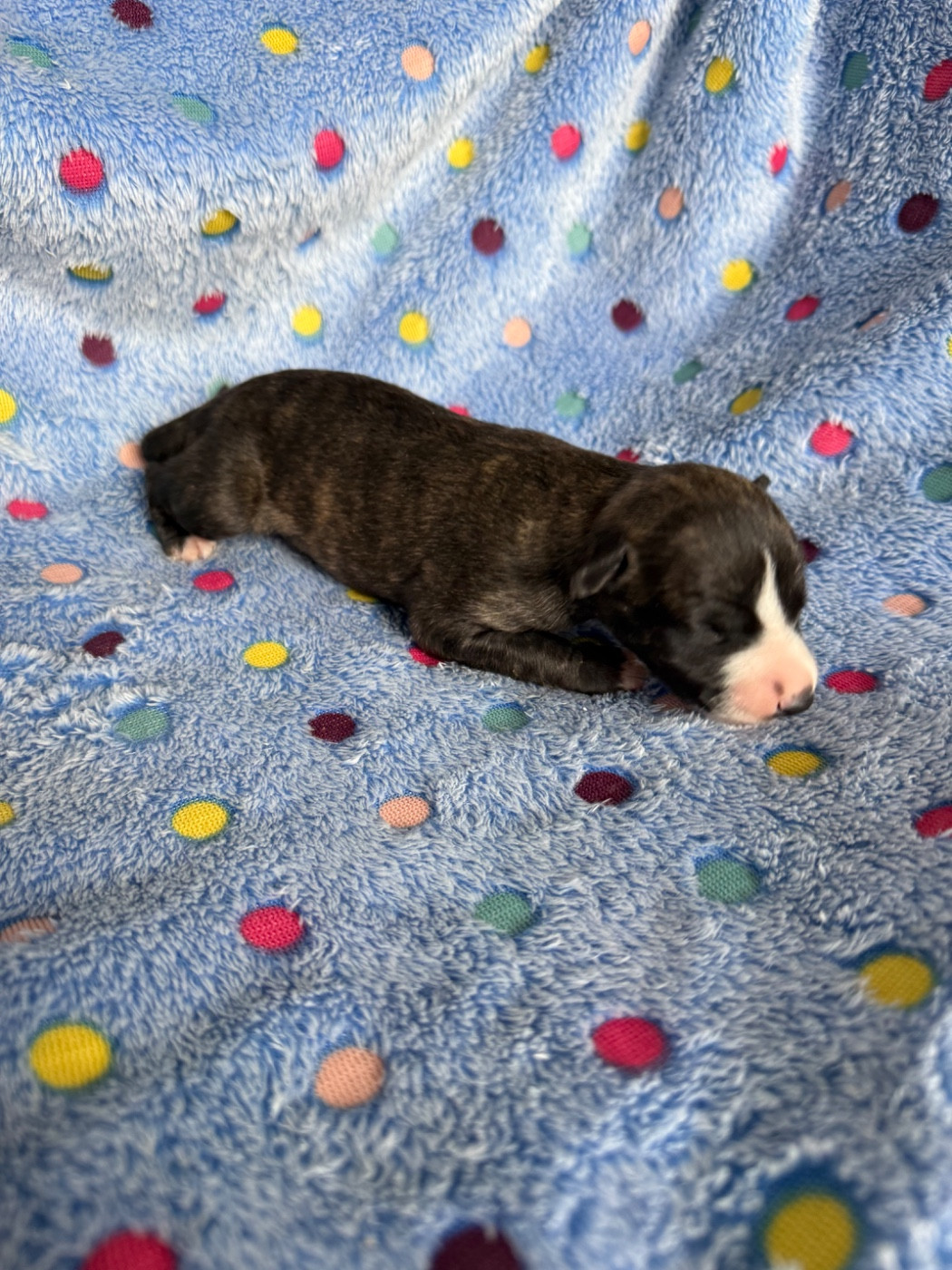 Du Haras Eclair Horside'whip - Chiots disponibles - Whippet