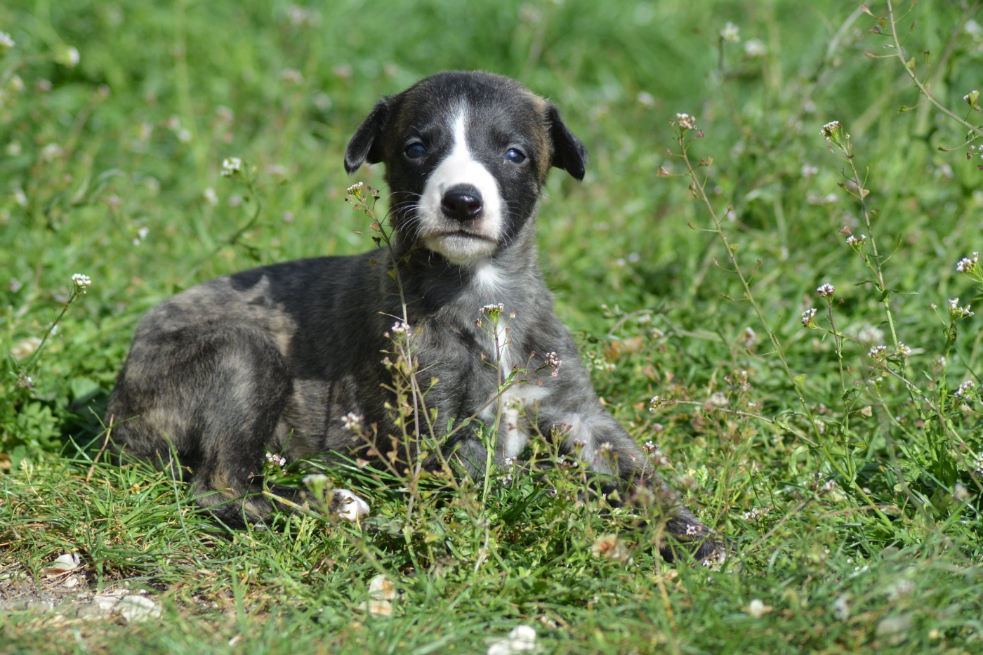 Du Haras Eclair Horside'whip - Chiots disponibles - Whippet