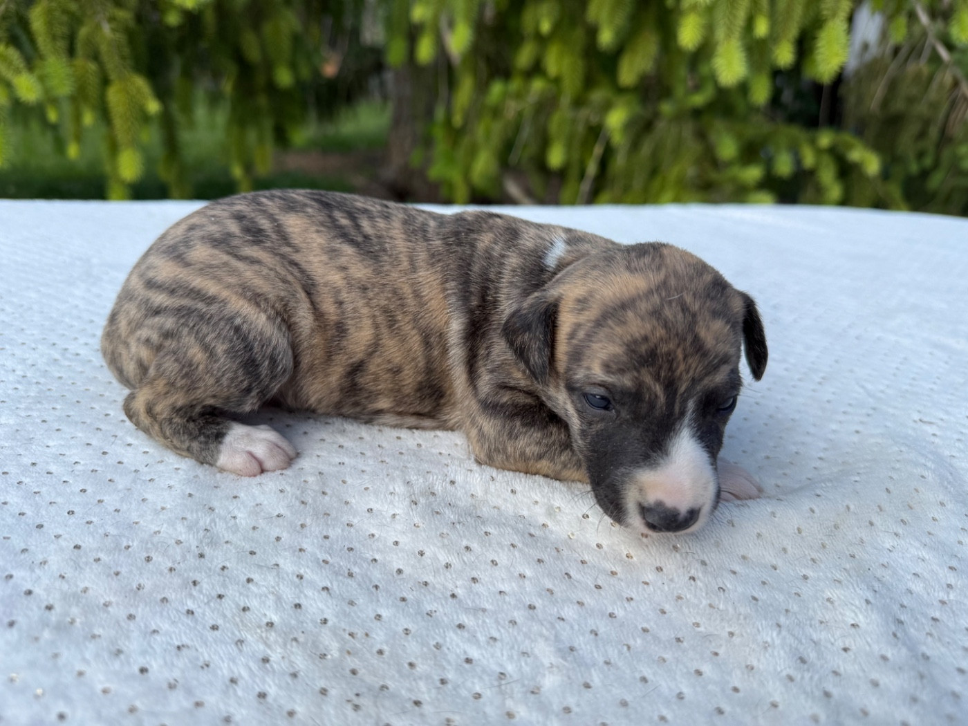 Du Haras Eclair Horside'whip - Chiots disponibles - Whippet