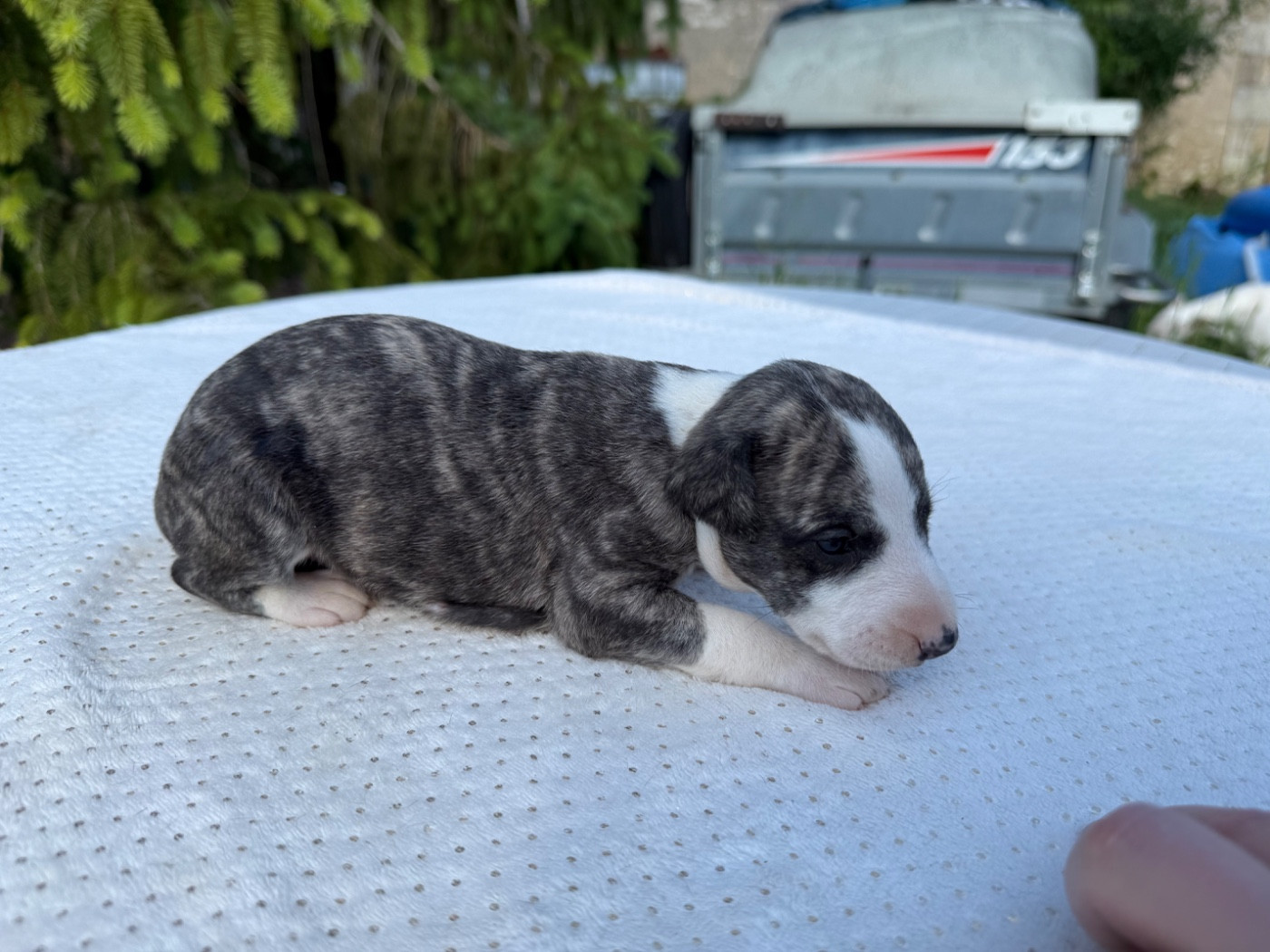 Du Haras Eclair Horside'whip - Chiots disponibles - Whippet