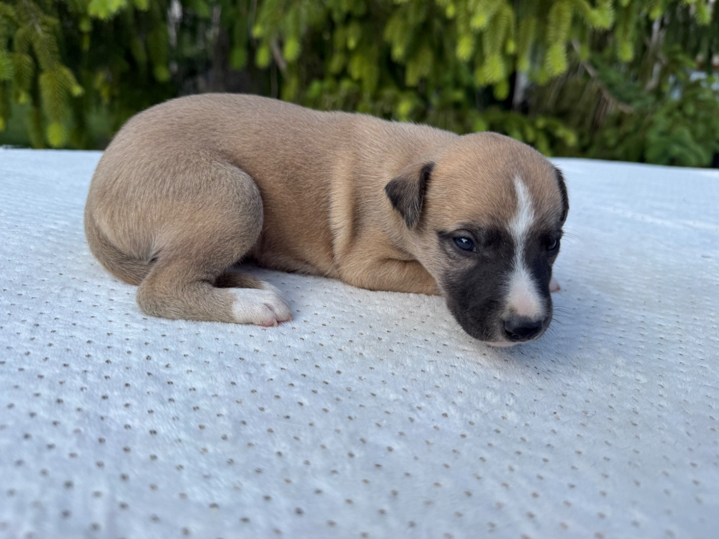 Du Haras Eclair Horside'whip - Chiots disponibles - Whippet