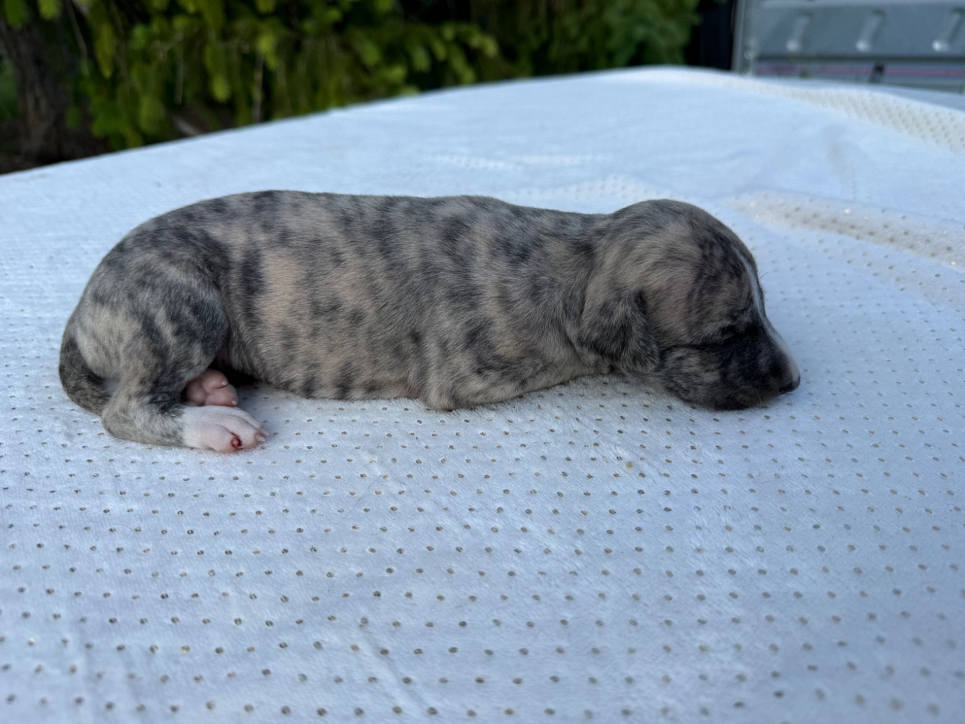 Du Haras Eclair Horside'whip - Chiots disponibles - Whippet