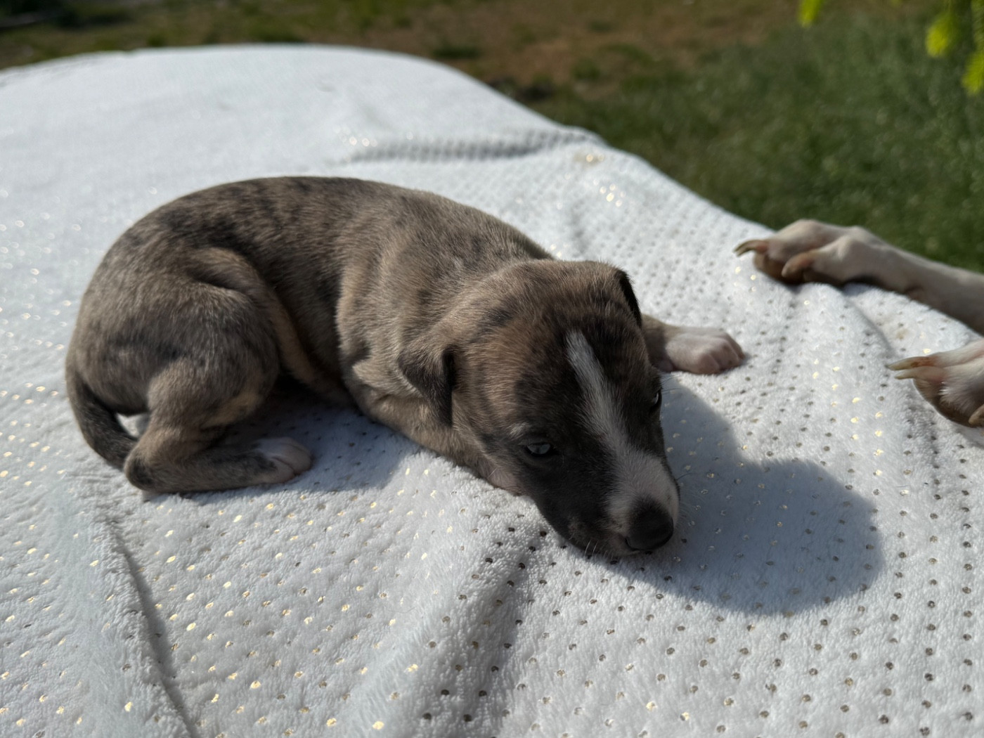 Du Haras Eclair Horside'whip - Chiots disponibles - Whippet
