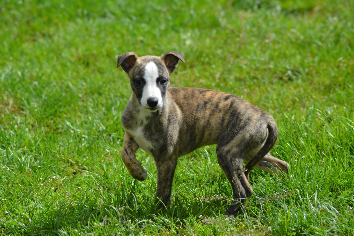 Du Haras Eclair Horside'whip - Chiots disponibles - Whippet