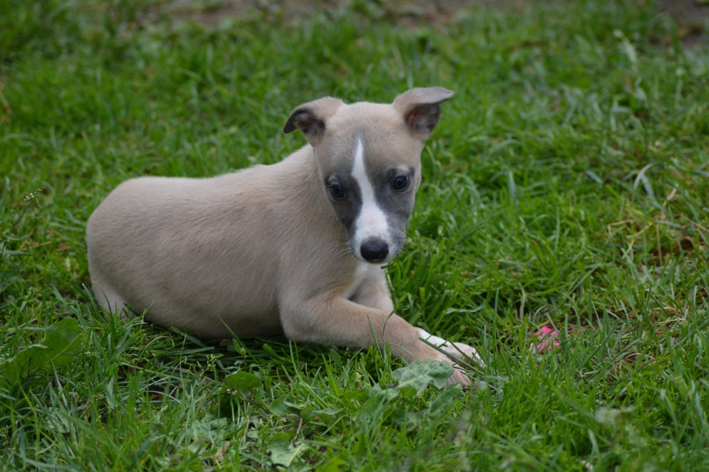Du Haras Eclair Horside'whip - Chiots disponibles - Whippet