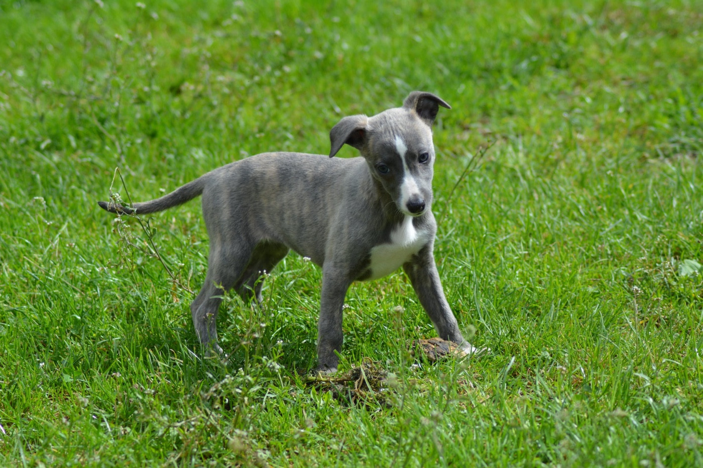Du Haras Eclair Horside'whip - Chiots disponibles - Whippet