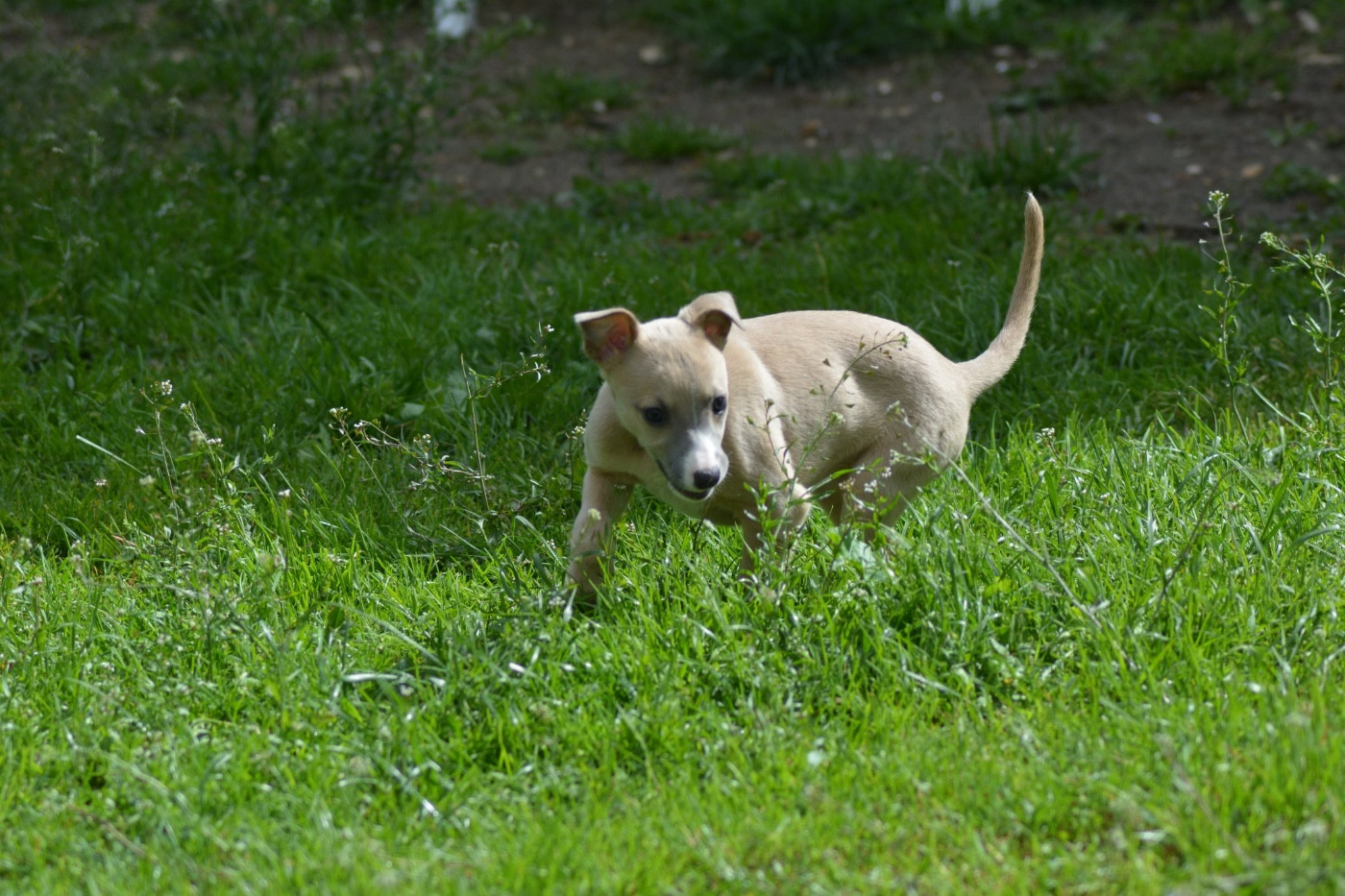 Du Haras Eclair Horside'whip - Chiots disponibles - Whippet