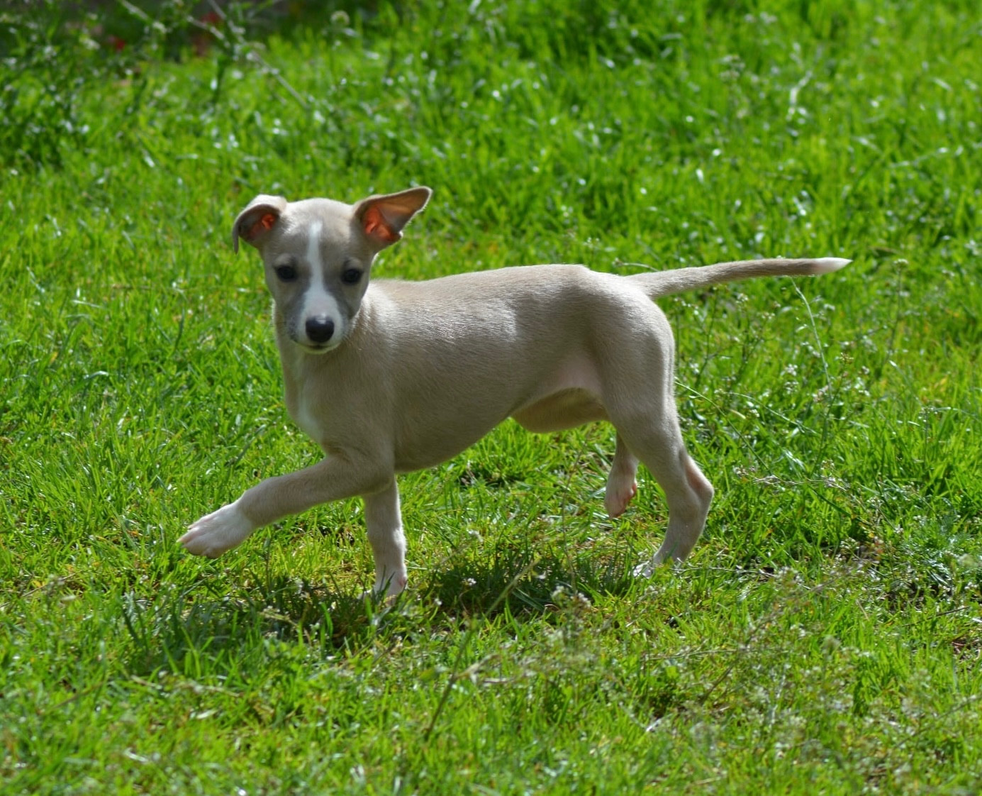 Du Haras Eclair Horside'whip - Chiots disponibles - Whippet