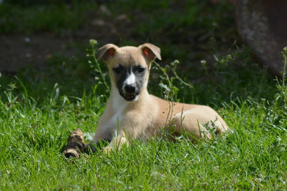 Du Haras Eclair Horside'whip - Chiots disponibles - Whippet