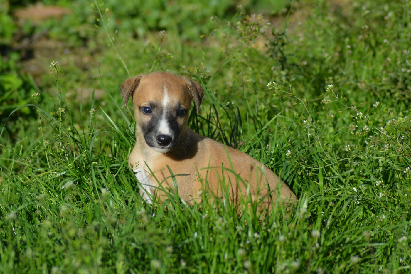 Du Haras Eclair Horside'whip - Chiots disponibles - Whippet