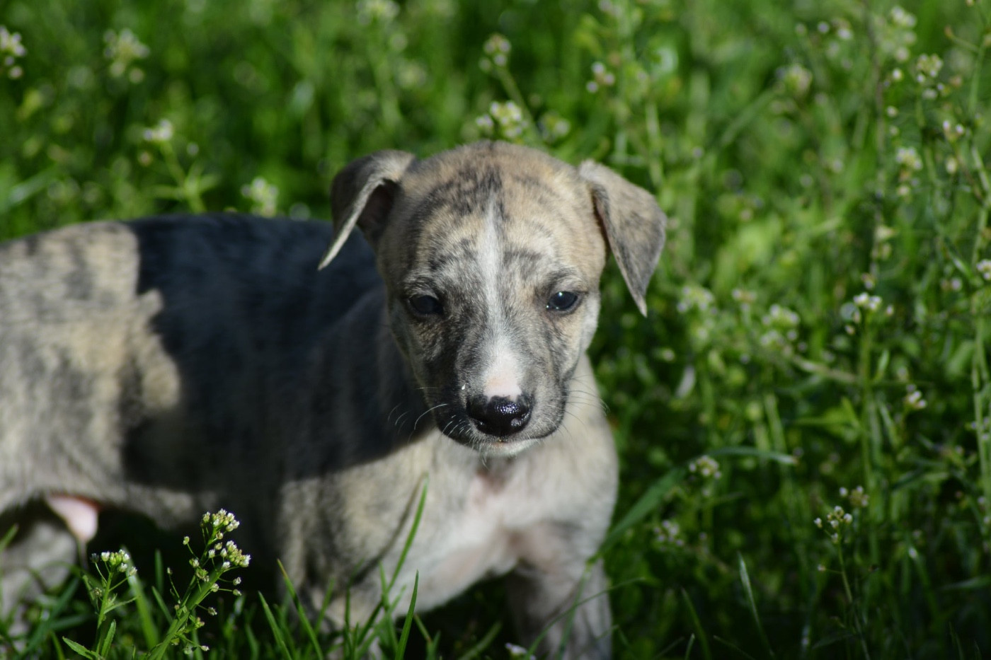 Du Haras Eclair Horside'whip - Chiots disponibles - Whippet