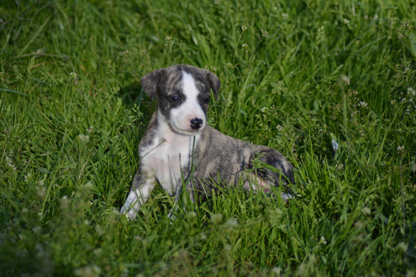 Du Haras Eclair Horside'whip - Chiots disponibles - Whippet