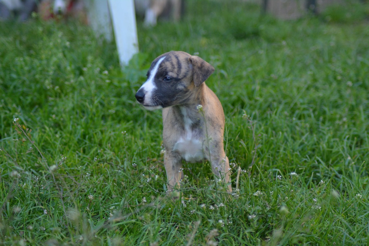 Du Haras Eclair Horside'whip - Chiots disponibles - Whippet