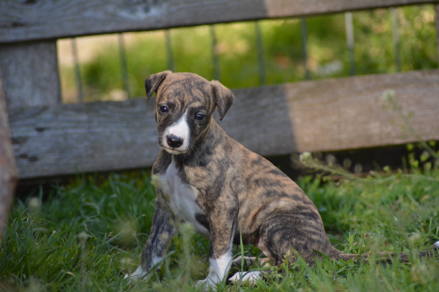 Du Haras Eclair Horside'whip - Chiots disponibles - Whippet