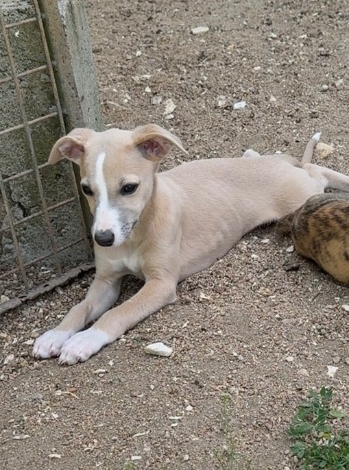 Du Haras Eclair Horside'whip - Chiots disponibles - Whippet