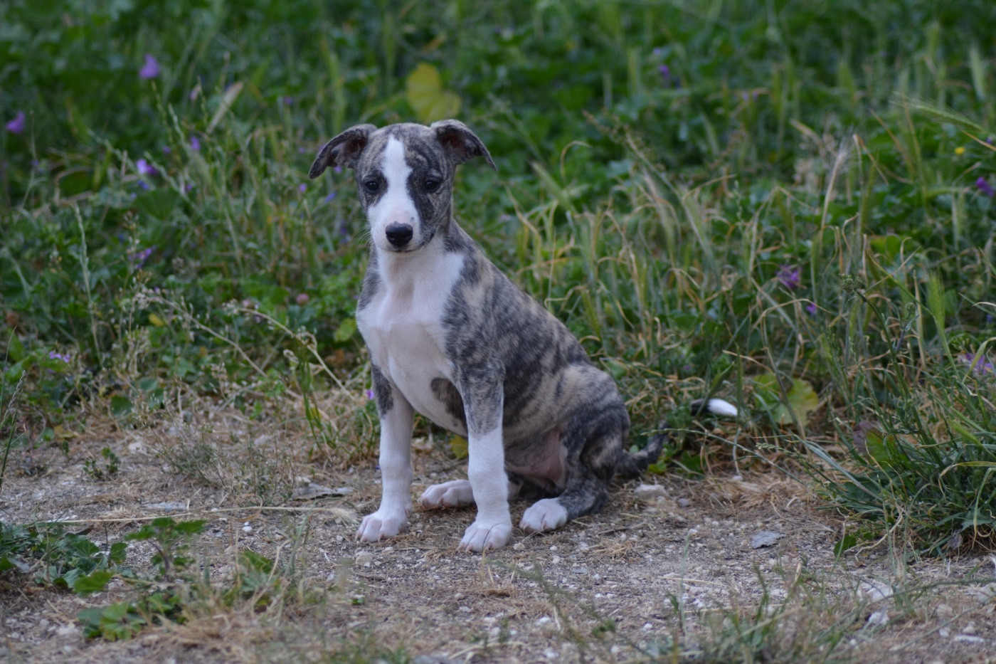 Du Haras Eclair Horside'whip - Chiots disponibles - Whippet