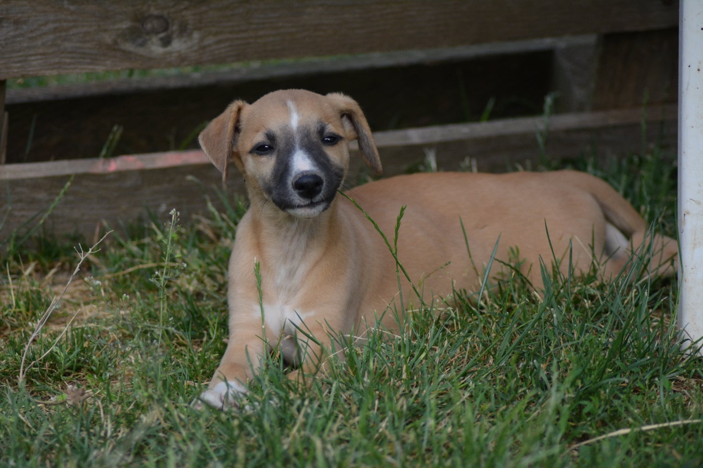 Du Haras Eclair Horside'whip - Chiots disponibles - Whippet