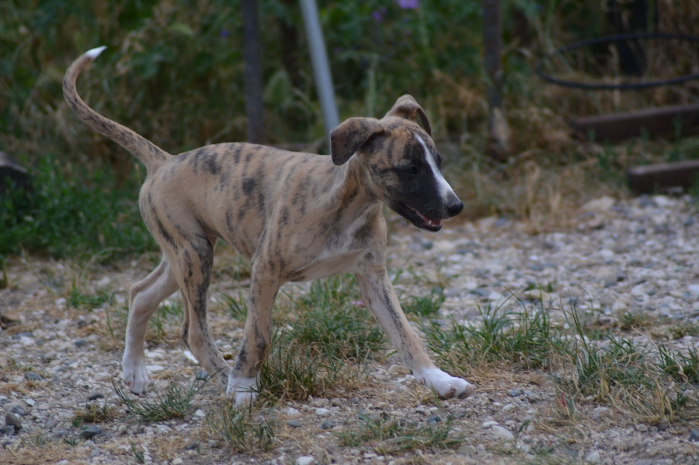 Du Haras Eclair Horside'whip - Chiots disponibles - Whippet
