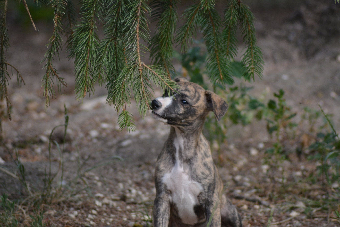 Du Haras Eclair Horside'whip - Chiots disponibles - Whippet