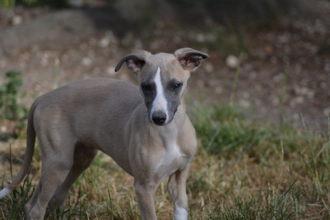 Du Haras Eclair Horside'whip - Chiots disponibles - Whippet