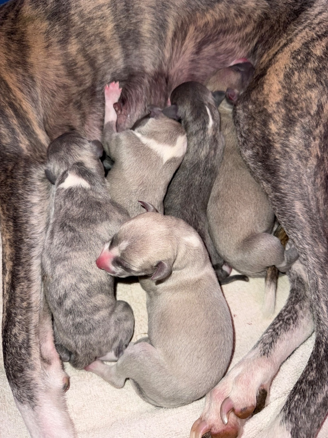 Du Haras Eclair Horside'whip - Chiots disponibles - Whippet