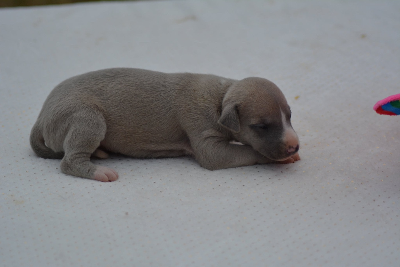 Du Haras Eclair Horside'whip - Chiots disponibles - Whippet