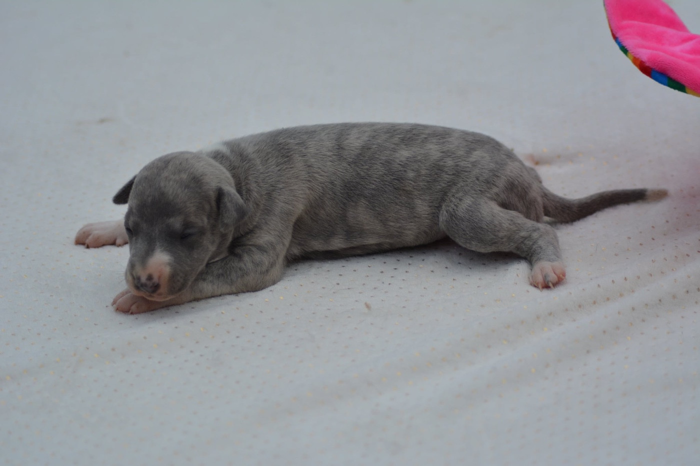 Du Haras Eclair Horside'whip - Chiots disponibles - Whippet