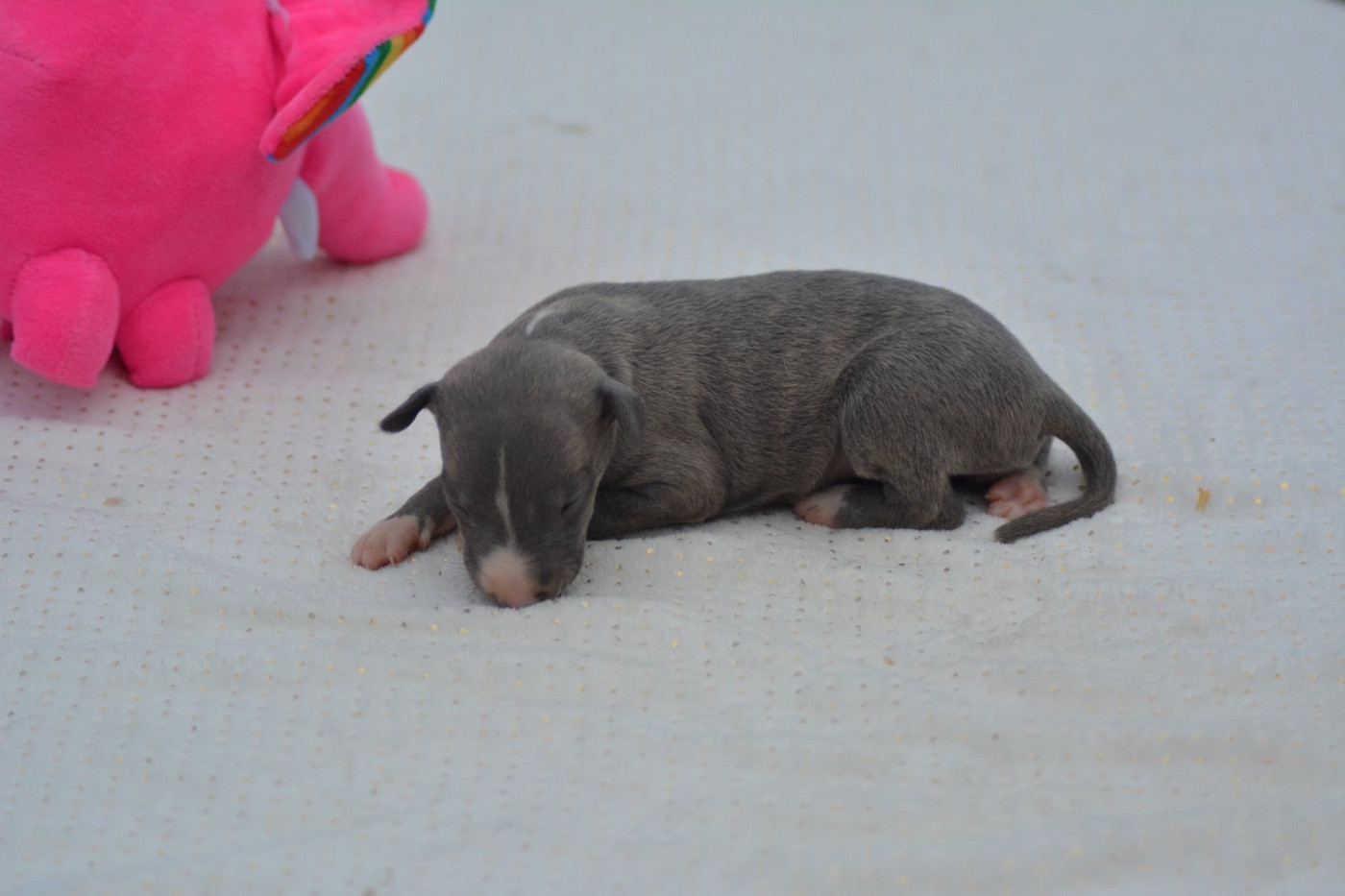Du Haras Eclair Horside'whip - Chiots disponibles - Whippet