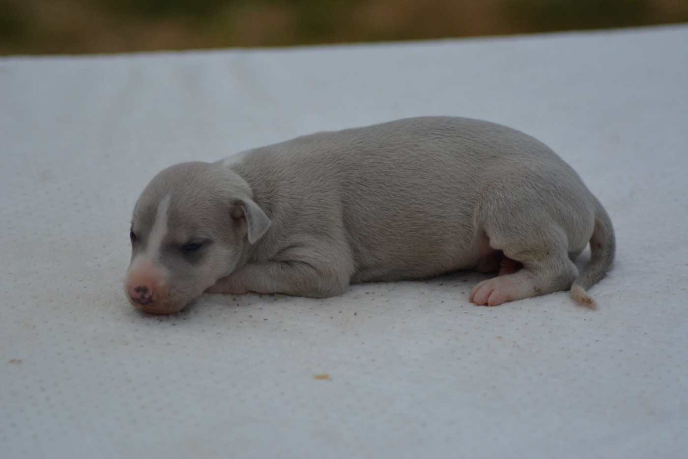 Du Haras Eclair Horside'whip - Chiots disponibles - Whippet