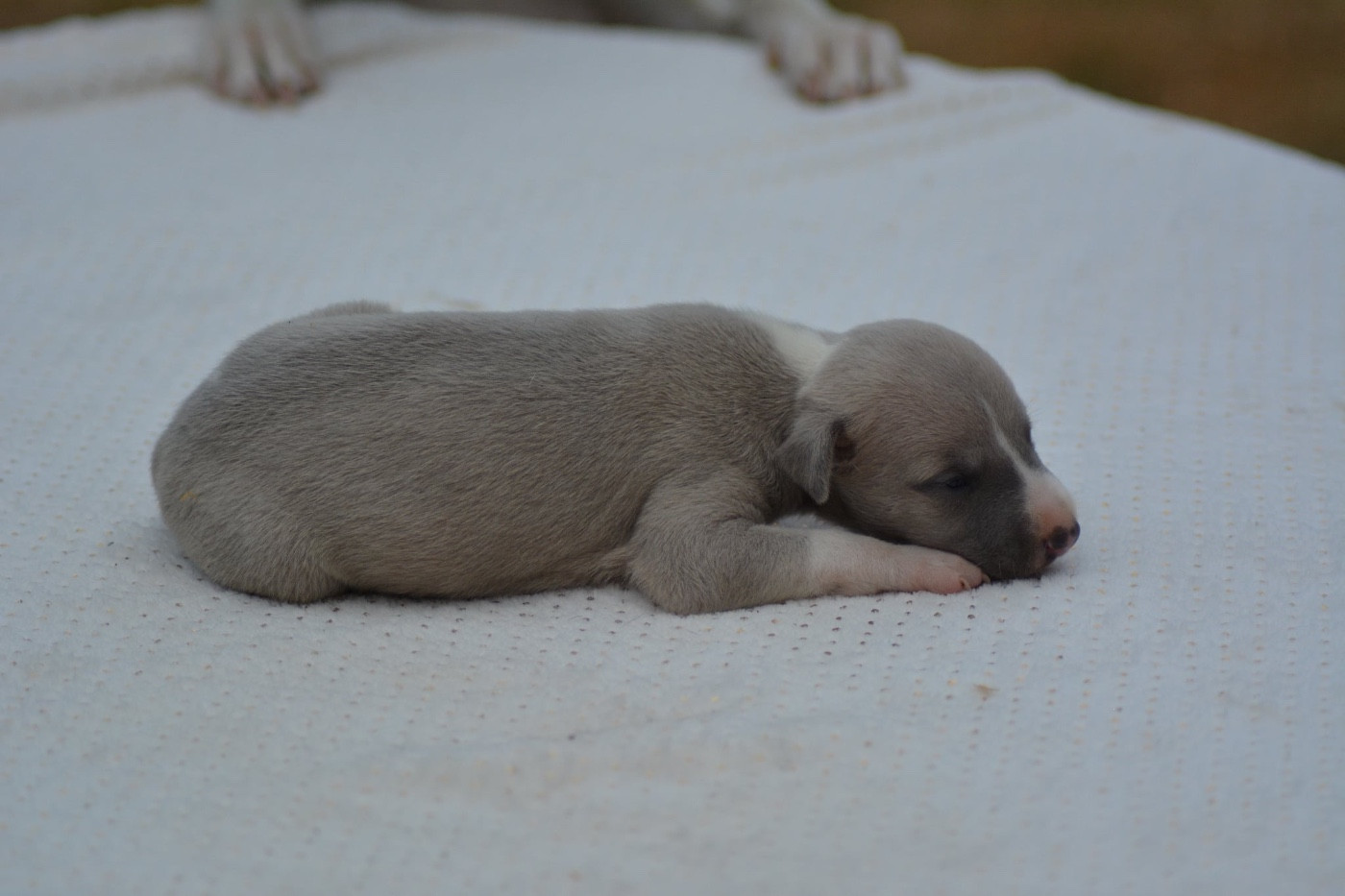 Du Haras Eclair Horside'whip - Chiots disponibles - Whippet