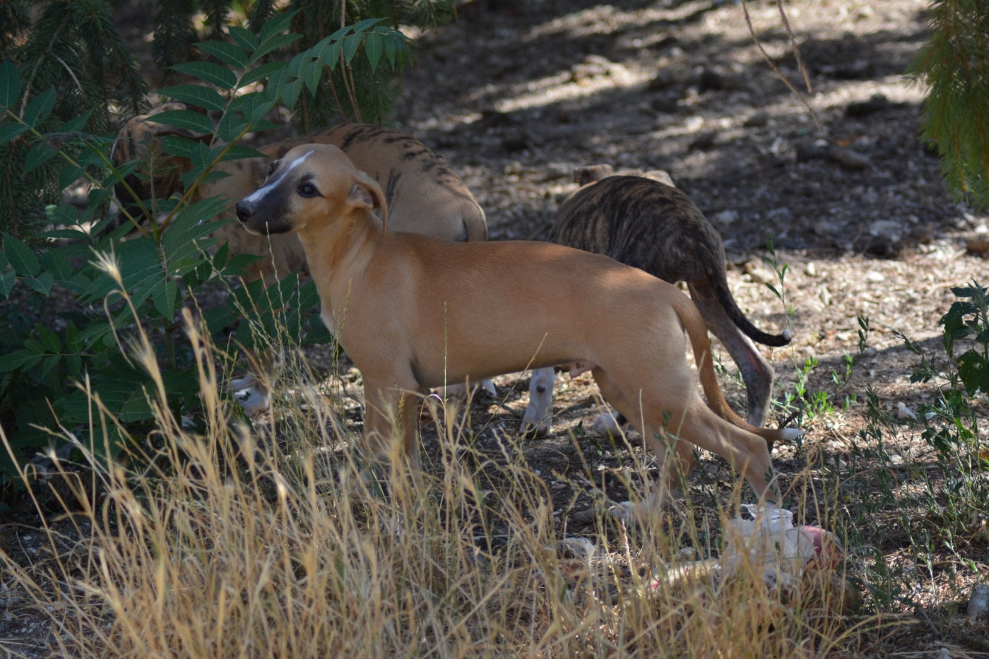 Du Haras Eclair Horside'whip - Chiots disponibles - Whippet